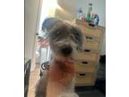 Mushroom, Terrier (unknown Type, Small) For Adoption In Encino, California