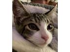 Castor, Domestic Shorthair For Adoption In Mountain View, California