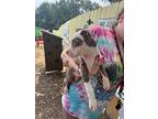 Khaleesi, American Pit Bull Terrier For Adoption In Boerne, Texas