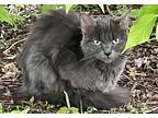 Amethyst, Domestic Mediumhair For Adoption In Andover, Connecticut