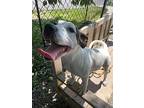 Shell Available 6/6, Terrier (unknown Type, Medium) For Adoption In Elmsford