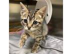 Buster, Domestic Shorthair For Adoption In Richmond, Virginia