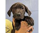 Electra, Labrador Retriever For Adoption In Richmond, Virginia