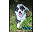Mickey, Terrier (unknown Type, Small) For Adoption In Shippenville, Pennsylvania