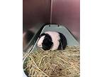 Gypsy, Guinea Pig For Adoption In Topeka, Kansas