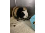 Hobart, Guinea Pig For Adoption In Topeka, Kansas