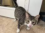 Franky Boy, Domestic Shorthair For Adoption In Vancouver, British Columbia