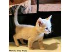 Ginger Domestic Shorthair Kitten Female