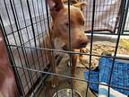 Abigail, American Pit Bull Terrier For Adoption In Oceanside, California