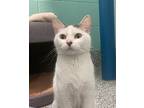 Starber, Domestic Shorthair For Adoption In Golden, Colorado