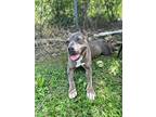 Missy, American Pit Bull Terrier For Adoption In Lebanon, Tennessee
