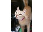 Twiggy, Domestic Shorthair For Adoption In Albuquerque, New Mexico