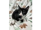 Prince Eric, Domestic Shorthair For Adoption In Atlantic City, New Jersey