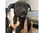 Brassie, Terrier (unknown Type, Medium) For Adoption In Washington