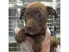 Bermuda, Terrier (unknown Type, Medium) For Adoption In Washington