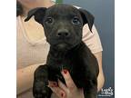Blast, Terrier (unknown Type, Medium) For Adoption In Washington