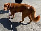 Ferdinand, Labrador Retriever For Adoption In Chandler, Arizona