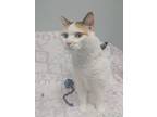 Esmeray, Domestic Shorthair For Adoption In Barrie, Ontario