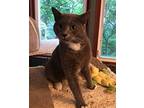 Rocky, Domestic Shorthair For Adoption In Lewistown, Pennsylvania