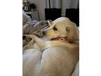 Agatha, Labrador Retriever For Adoption In Royse City, Texas