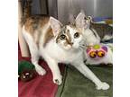 Roxy Girl, Domestic Shorthair For Adoption In Stanhope, New Jersey