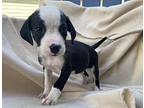 Tessa, Terrier (unknown Type, Medium) For Adoption In Minneapolis, Minnesota