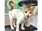 Sunny #fluffy-tail-bunch, Turkish Van For Adoption In Houston, Texas