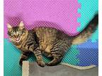 Leon #fluffy-tail-bunch, Maine Coon For Adoption In Houston, Texas