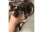 Wonder Woman, Domestic Shorthair For Adoption In Newmarket, Ontario