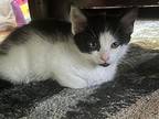 Storm, Domestic Shorthair For Adoption In Newmarket, Ontario
