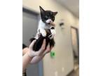Bane, Domestic Shorthair For Adoption In Newmarket, Ontario