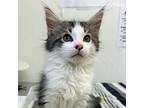 Rico, Domestic Longhair For Adoption In Brockville, Ontario