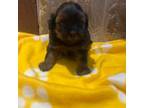 Shih-Poo Puppy for sale in Weatherford, TX, USA