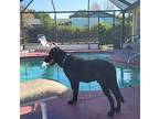 Be Happy!!!!, Labrador Retriever For Adoption In Bonita Springs, Florida