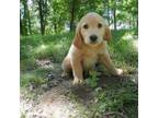 Golden Retriever Puppy for sale in Taylors Falls, MN, USA