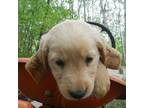Golden Retriever Puppy for sale in Taylors Falls, MN, USA