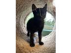 Flower, Domestic Shorthair For Adoption In Prince George, British Columbia