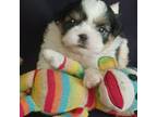 Shih Tzu Puppy for sale in Greenville, TX, USA