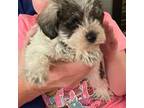 Schnauzer (Miniature) Puppy for sale in New Albany, MS, USA