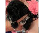Schnauzer (Miniature) Puppy for sale in New Albany, MS, USA