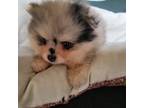 Pomeranian Puppy for sale in Buena Vista, GA, USA