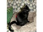 Patrick Henry, Domestic Shorthair For Adoption In Liverpool, New York