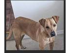 Farm Rossetta, Terrier (unknown Type, Medium) For Adoption In Warrenton