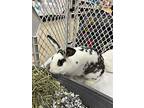 Lily (rabbit), Dutch For Adoption In Hinckley, Illinois