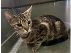Madame, Domestic Shorthair For Adoption In Tampa, Florida