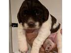 English Springer Spaniel Puppy for sale in Buffalo, NY, USA