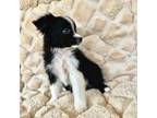 Miniature Australian Shepherd Puppy for sale in Gadsden, AL, USA