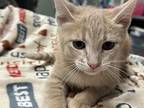 Costco, Domestic Shorthair For Adoption In Houghton, Michigan