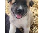 Akita Puppy for sale in Bidwell, OH, USA