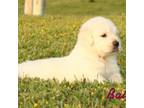 Golden Retriever Puppy for sale in Morrison, TN, USA